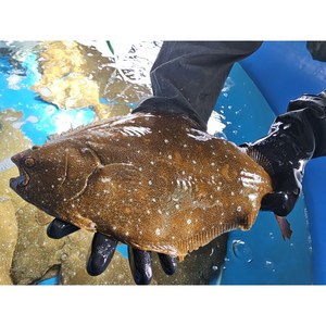 [당일 작업] 제주산 신선 광어회 소스3종 포함 스킨포장, 1개, 200g