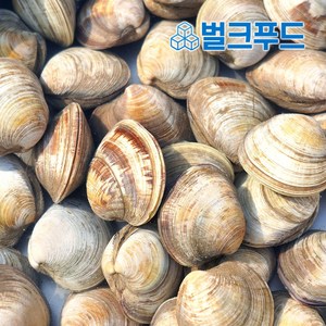 백합 백상합 조개 5kg 생합 칼국수 조개탕 구이 찜, 1개