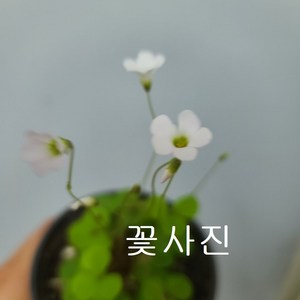 사랑초 오르비, 1개