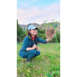 깨끗히 자연산 국산 건조 산해박 약초궁 10뿌리 산해박복용법확실하게알려줌, 1개