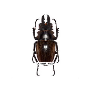 [교육/실습용 특가표본] 달마니멋쟁이사슴벌레 곤충표본, 60~64mm, 1개