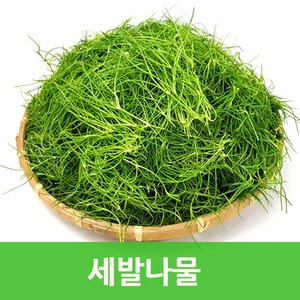 싱싱한 세발나물4kg 갯나물 웰빙푸드, 1개