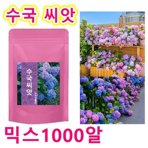 사계절 개화 수국 씨앗 모네 가든 판타지 수국 씨앗 개화기간이 길다 수국씨앗, 1000개
