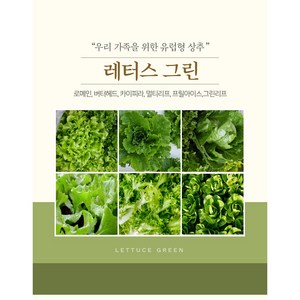 산지직송 유럽형 샐러드 상추 3종 ~ 4종 유러피안 상추, 1개, 1kg