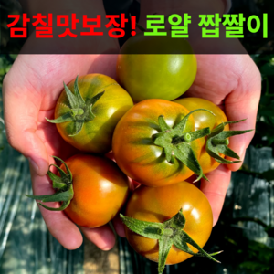 단짠단짠 산지직송 부산명물 대저짭짤이토마토, 1박스, 2.5kg-L(대과)