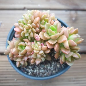 [수암다육] 쿠스피다툼 철화 랜덤발송 Sedum cuspidatum f. cistata 다육 다육이 다육식물 529 커스피다텀 커스피닷컴, 1개