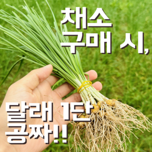 [꿀야채 어린열무] 물 좋은 철원 산지직송 어린열무, 1개, 어린열무 4kg