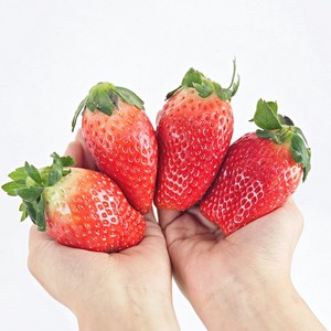 논산딸기 산지직송 우수농산물(GAP) 인증 스테비아급 고당도 킹스베리, 킹스베리/800g이상/20구, 1개