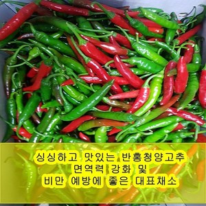 야과몰 싱싱 반홍 청양고추 (1kg), 1kg, 1박스