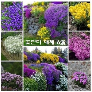 [꽃씨] 꽃잔디 대체 지피식물 암석알리섬 하설초 바위꽃다지 바위비누풀 미니백리향 고산패랭이 6종, 1개