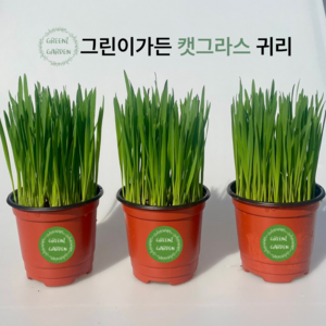 그린이가든 바로먹는 친환경 캣그라스 고양이풀 간식, 1개, 300g