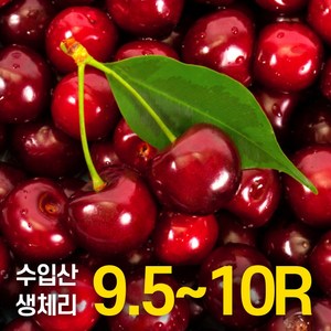 새콤달콤 항공직송 프리미엄 고당도 칠레산 미국산 생 체리 워싱턴 캘리포니아 cherry 생과 과일 500g 1kg 2kg, 1. 생체리 500g, 1개