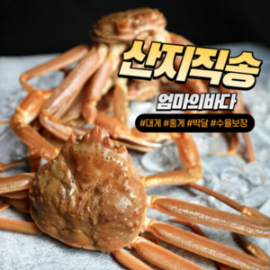 박달 자숙 영덕 대게 홍게 2kg [선주직송], 3.(찜)고급형홍게2kg내외 4-6마리, 1개