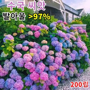 사계절 개화 신품종 멀티컬러 수국 200립 공기정화식물 원예조경 정원수국, 4개, 멀티 컬러 50알 * 4개