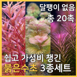 [수초농부] 검역 쉬운 가성비 붉은수초 3종세트 달팽이 없음 총 20촉 ( 레드카붐바 / 로탈라 왈리키 / 블러드레드 ), 1세트