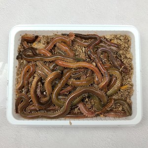 피싱웨이브 갯지렁이 100g 200g 싱싱한 청개비 바다낚시 미끼 생물, 1개