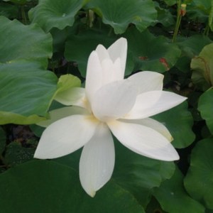 연향기가 연꽃 백련 홍련 황련 보라띠연 수련 연꽃씨앗 연꽃모종 연꽃종근, 1개, 백련대형종 종근분
