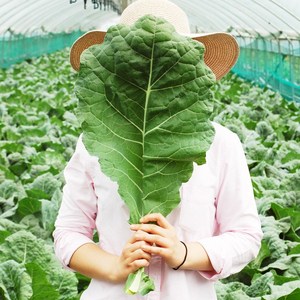 FRESH 새벽에 수확한 국내산 유기농 무농약 케일 신선초 샐러리 생 파슬리, 유기농케일 1kg, 1개