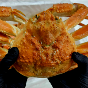 [대게마을] 프리미엄 러시아산 대게 수율 80% 이상 당일배송 100% 맛보증, 1개, 3kg (2~3마리)