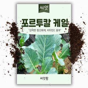 포르투칼 케일씨앗 (600립) 쌈채소씨앗, 1개