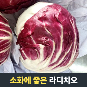 [소화에 좋은] 라디치오 국내산라디치오 치커리 비타민 칼륨 항산화물질 영양소가득 심혈관기능 쌉싸름한맛, 4개, 220g