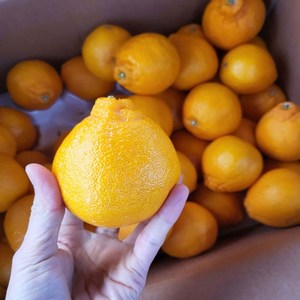 제주 한라봉 달달 제철과일 3kg 5kg 10kg, 1박스, 한라봉 10kg 랜덤