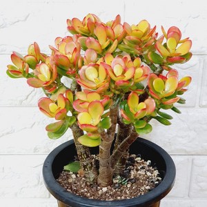 염자 - 미니칼라염좌15, 1개