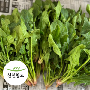 해풍 맞은 청정 남해 노지 시금치, 1박스, 500g