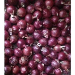 베트남산 샬롯(Shallot) 미니양파 1kg, 2kg, 1개