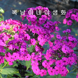 프록스 알렉산드라 [1포트 복남이네야생화 모종 플록스 phlox], 1개