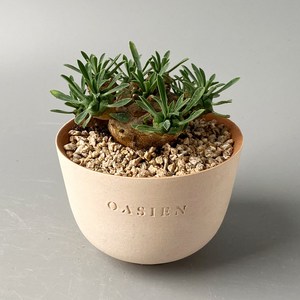 아미산 (Euphorbia gabizan) - 괴마옥의 부모격 아프리카 다육식물, 플라스틱포트 (식물만), 1개