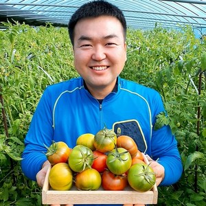 (람이네) 재구매 많은 대저 짭짤이 토마토 중소과혼합 2.5kg 짭짜리 짭짤이 산지직송, 프리미엄 짭짤이토마토 중과 2.5kg, 1개