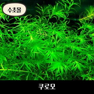 [수초몰] 쿠로모, (특가)3촉, 1개