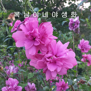 분홍 겹무궁화 진달래핑크 [3포트 복남이네야생화 모종 히비스커스 hibiscus], 3개