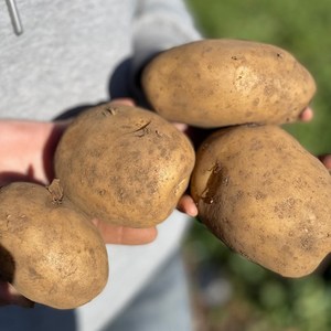 [정동원감자] 분나는 국산 햇감자 수미감자, 1박스, 대 10kg (찜용)