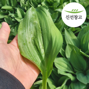 강원도 생 명이나물 잎명이 산마늘 잎 명이나물생채 명의나물, 1kg, 1박스