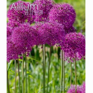 알리움(Allium) 퍼플센세이션(1set 5구) 추식 구근 금강원예, 1세트