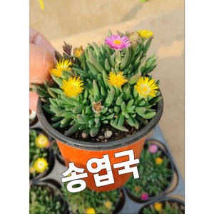 송엽국/사철채송화 송엽국, 1개