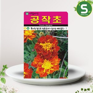 솔림텃밭몰 아람종묘 공작초씨앗 100립 공작초 꽃씨앗 방충효과 꽃씨, 1개