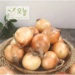 [오늘야채]24년 창녕 햇양파(중) 산지직송, 1개, 5kg