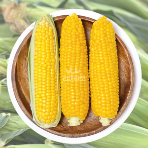 [리아마켓] 산지직송 제철 맞은 고당도 프리미엄 초당옥수수, 특품(10입), 1개, 300g내외