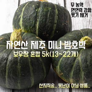 [산지직송] 유기농 제주 강원 미니 밤호박 보우짱 혼합 5k 13~22개 1박스, 1개, 제주 강원 미니밤호박 혼합 5k 13~22개