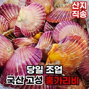 옳음 호텔납품 국산 청정해역 속이 꽉찬 세척 홍가리비, 1박스, 고성 홍가리비 1kg