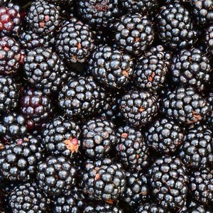 백운팜 베리모음전(냉동) 산딸기 오디 블루베리 등 씻을필요 없는 편리한 생과 에어세척3차선별, 1개, 블랙베리 복분자(냉동) 1kg