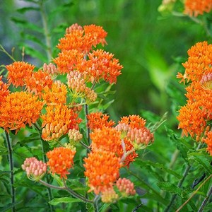 [모야모 꽃씨] 금관화 투베로사 10립 씨앗, 1개