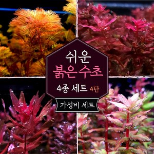 [미초] 키우기 쉬운 붉은 수초 4종 초보수초세트 [4탄] (카붐바/마크란드라레드/스몰리프/카라디) / 초보자용 수초 / 수초 세트 / 구피 수초, 1개