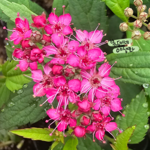 홍조팝 소품 [3포트](복남이네 야생화 모종 꽃나무 조팝나무 일본조팝 spiraea), 1개