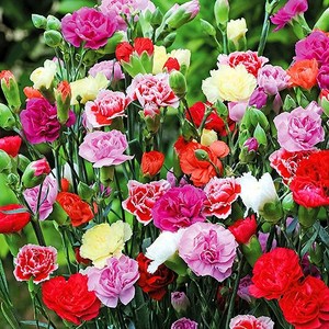 [모야모 꽃씨] 향기카네이션 혼합색 씨앗 20립, 혼합색 20립, 1개