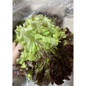 국내산 꽃상추, 1개, 1kg