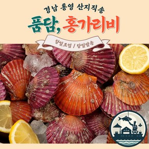 l 품담식품관 l 산지직송 통영 홍가리비 세척 당일조업 당일발송, 1개, 1kg